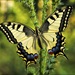 Vidlochvost feniklový (Papilio machaon)