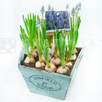 Muscari v drevenom črepníku